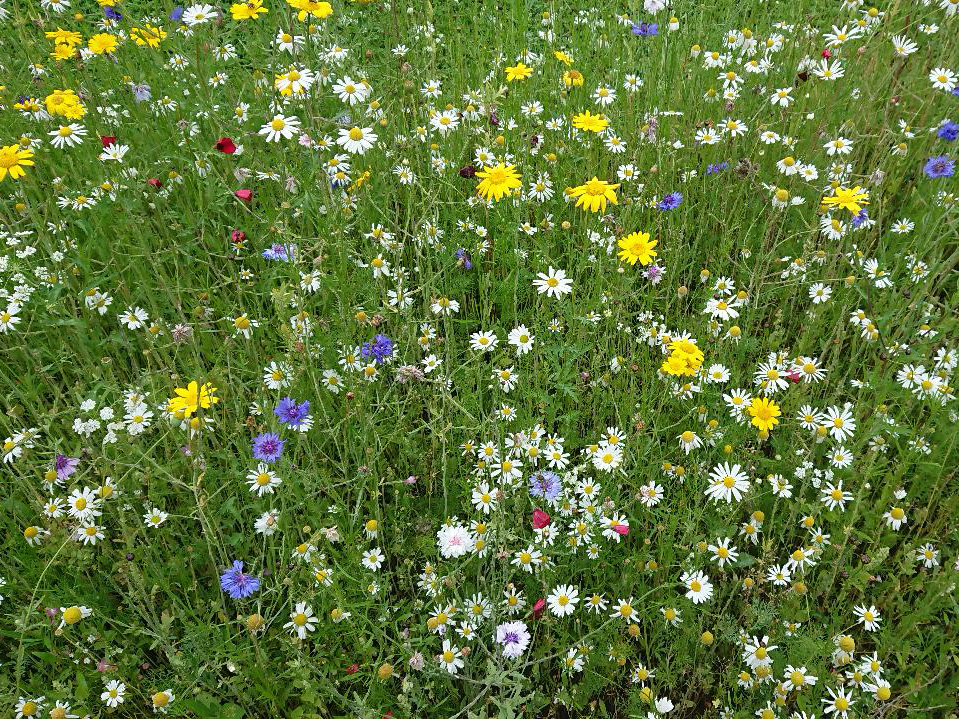 Wildflower